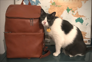 7 Of The Best Vegan Handbags Brands 7 Of The Best Vegan Handbags Brands