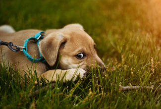 Eco-Friendly Dog Chew - Alternatives to Rawhide and Bully Sticks