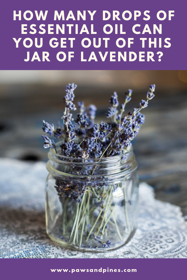 jar of lavender with text overlay: how many drops of essential oil can you get out of this jar of lavender?